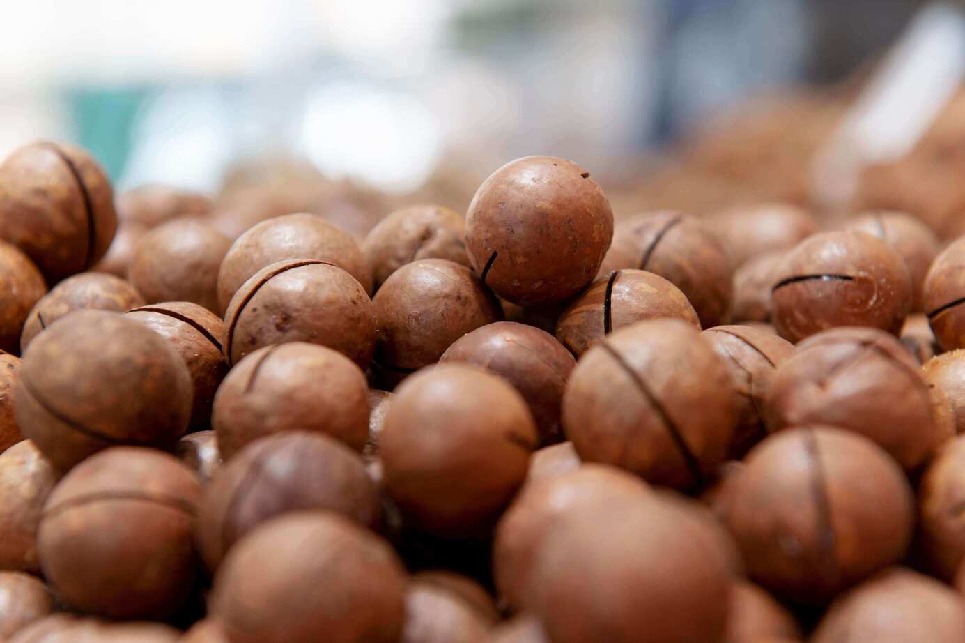 Macadamia nuts